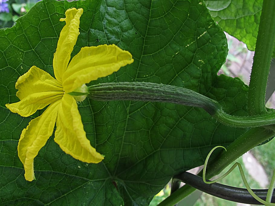 Cucumis sativus