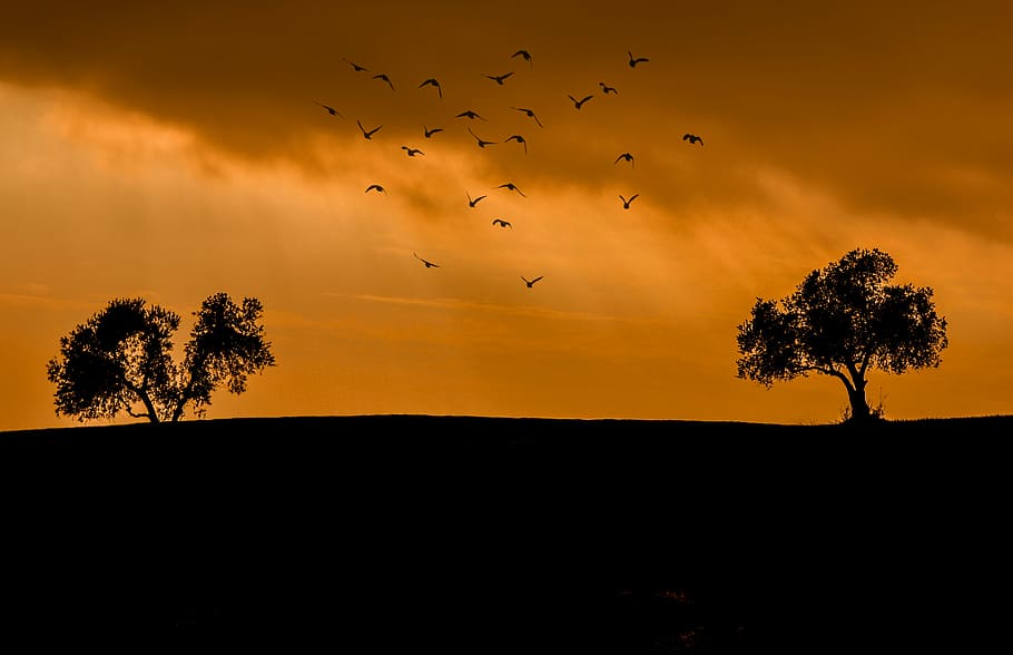 silhouette of trees and flock of birds at golden hour, horizon HD wallpaper