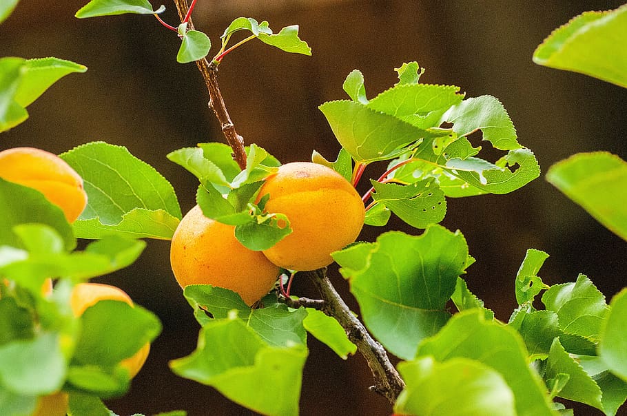 apricot, two, fruit, orange, fruits, pair, sweet, fruity, delicious HD wallpaper