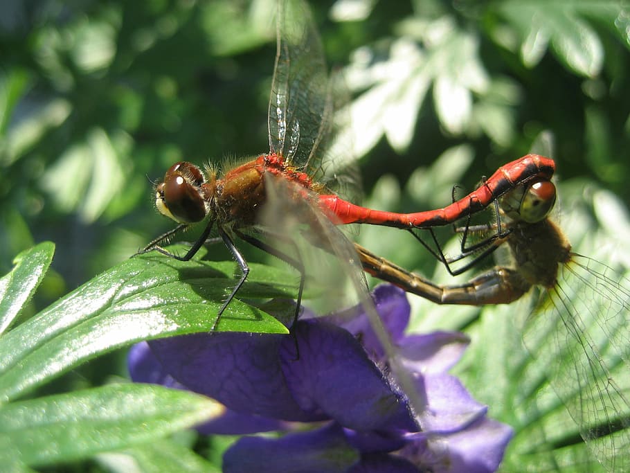 Dragonfly, Insect, red, one animal, nature, animal themes, animals in the wild HD wallpaper
