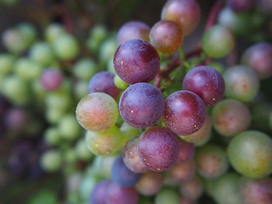 grape, vine, grapes, winegrowing, grapevine, nature, vines stock HD wallpaper
