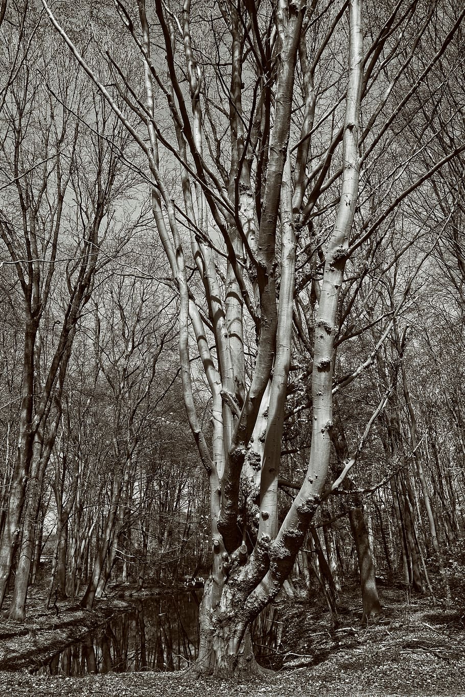 tree, trunk, branch, old tree, gnarled, twisted, ancient, forest HD wallpaper