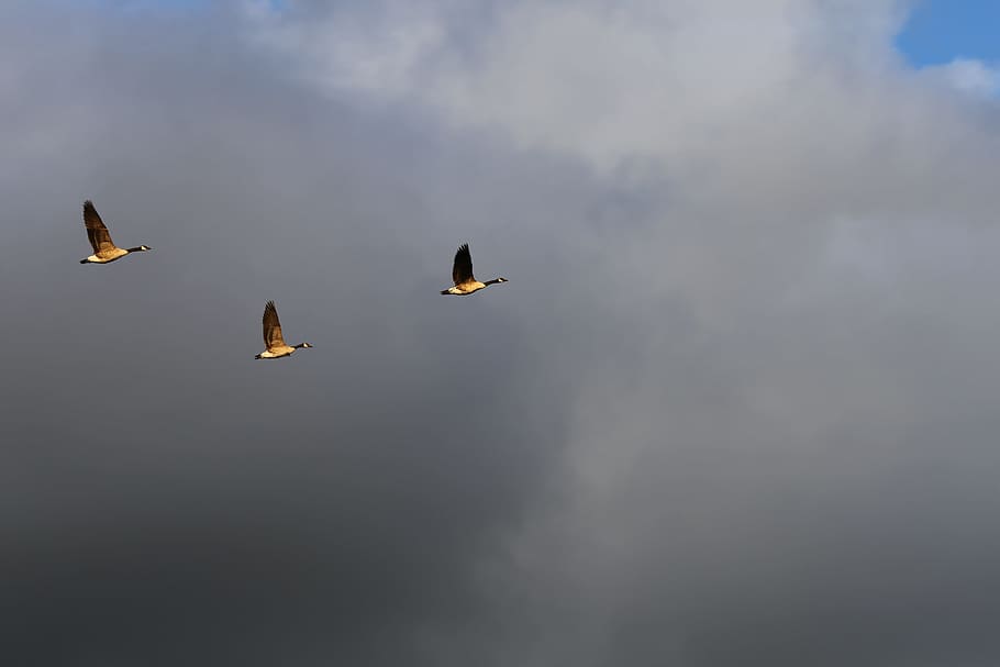 birds, fly, three, nature, animal, flight, natural, sky, wildlife HD wallpaper