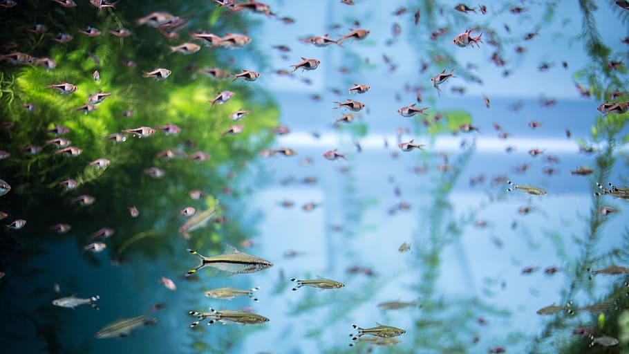 school of fish, moskvarium, aquarium, unusual, water, undersea world HD wallpaper