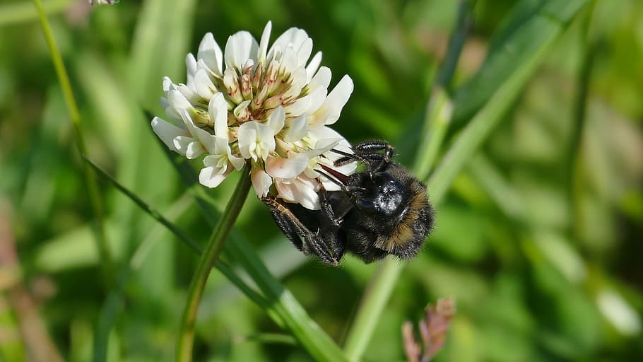 klee, blossom, bloom, white, red clover, nature, close, hummel HD wallpaper