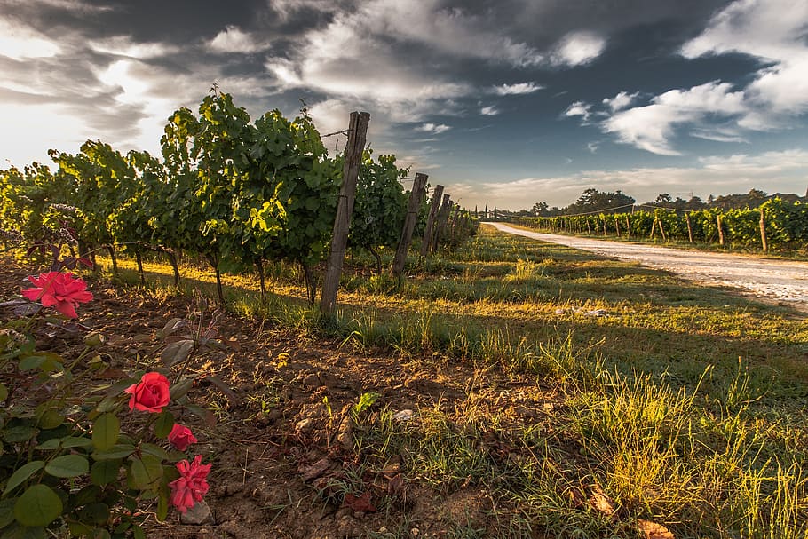 red flower beside tree, tuscany, grape, field, nature, green HD wallpaper