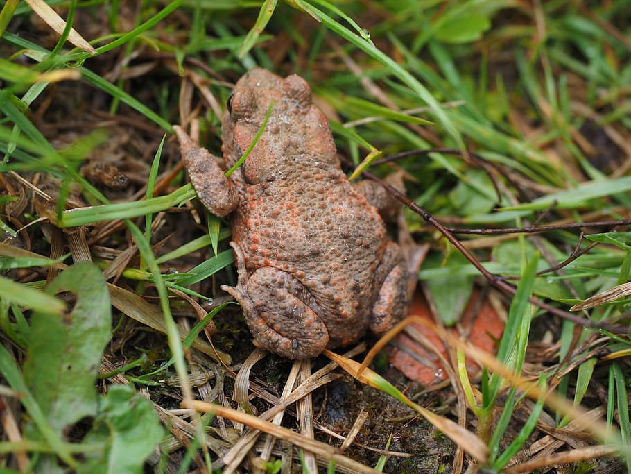 common toad, bufo bufo, anuran, real toad, toad bufonidae, amphibian HD wallpaper