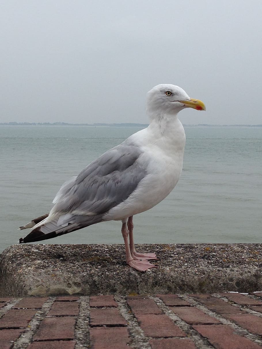 seagull, fly, bird, animal, air, seagulls, clouds, zealand HD wallpaper