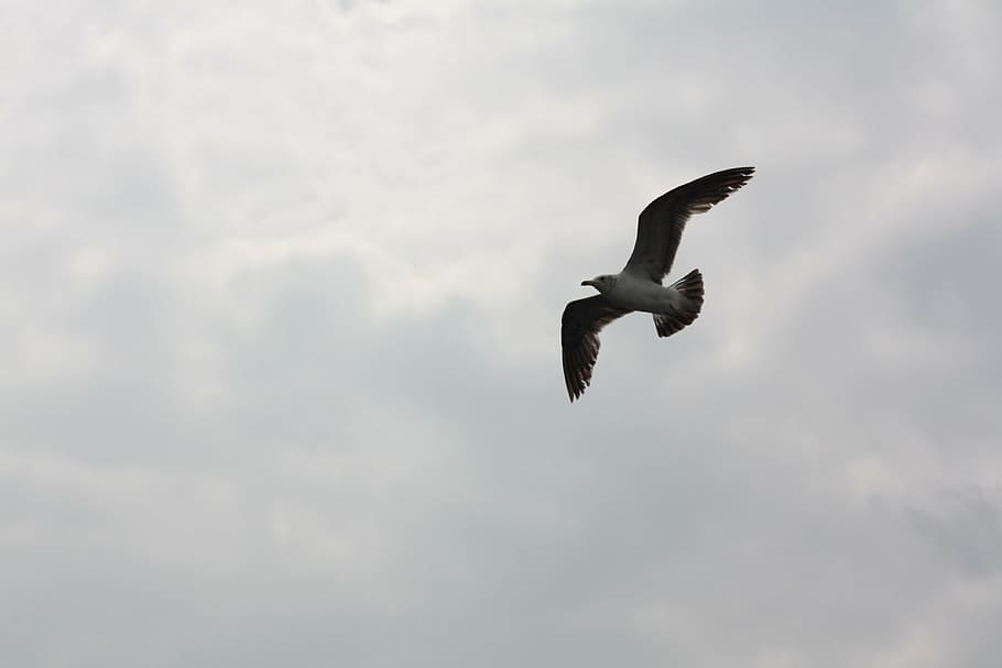 seagull, sky, flight, wing, new, flying, bird, animals in the wild HD wallpaper
