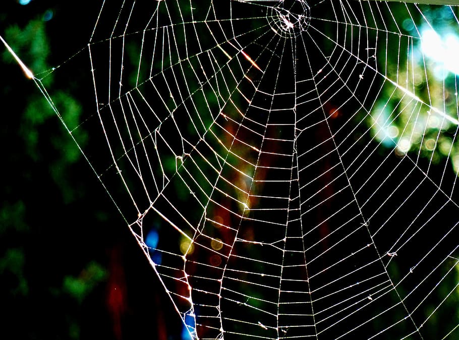 Nature, Network, Spider, Cobweb, spider Web, dew, drop, macro HD wallpaper