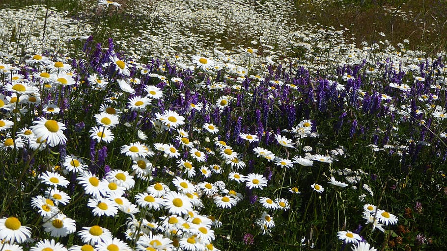 daisies, field, flowers, meadow, flowering plant, freshness HD wallpaper