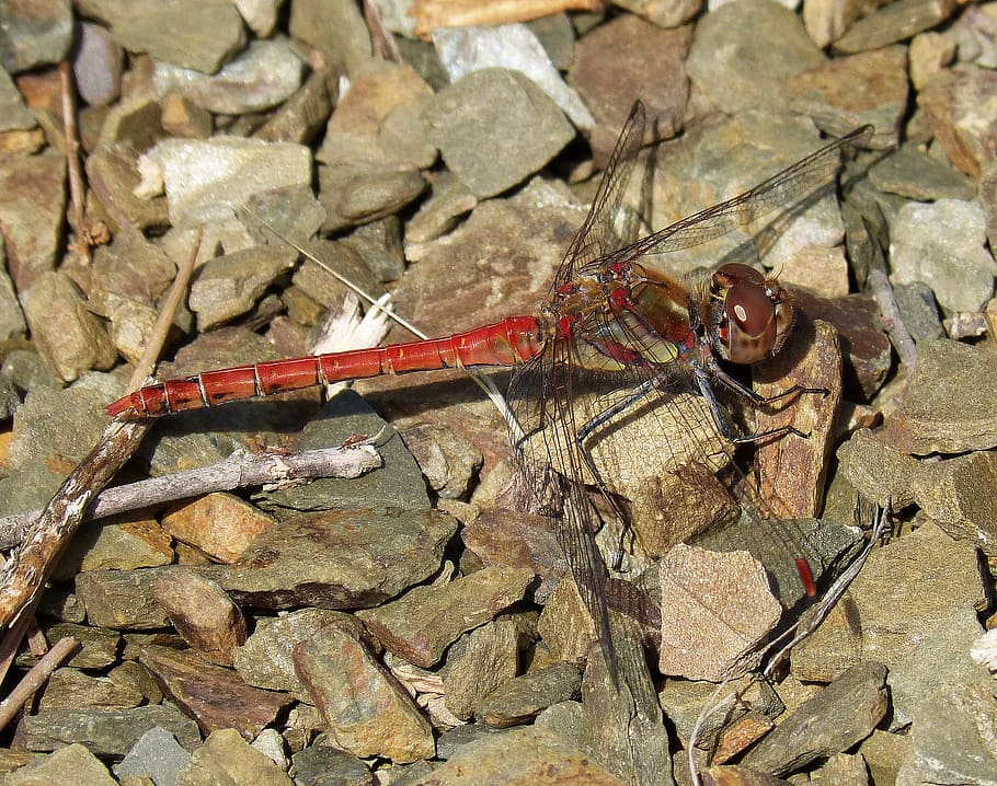 dragonfly, red, insect, stones, red dragonfly, detail, one animal HD wallpaper