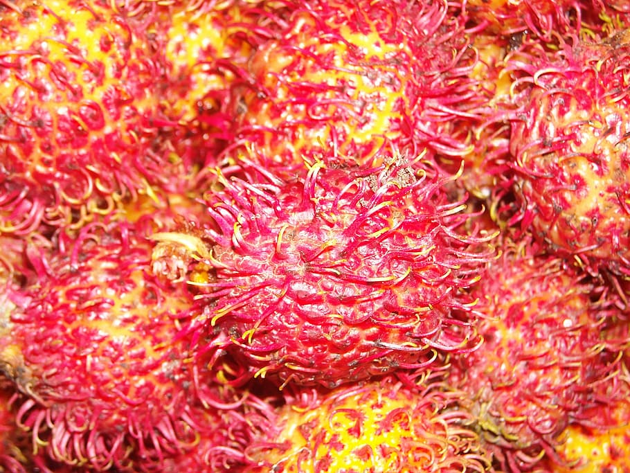 fruit, rambutan, red, yellow, food and drink, healthy eating HD wallpaper