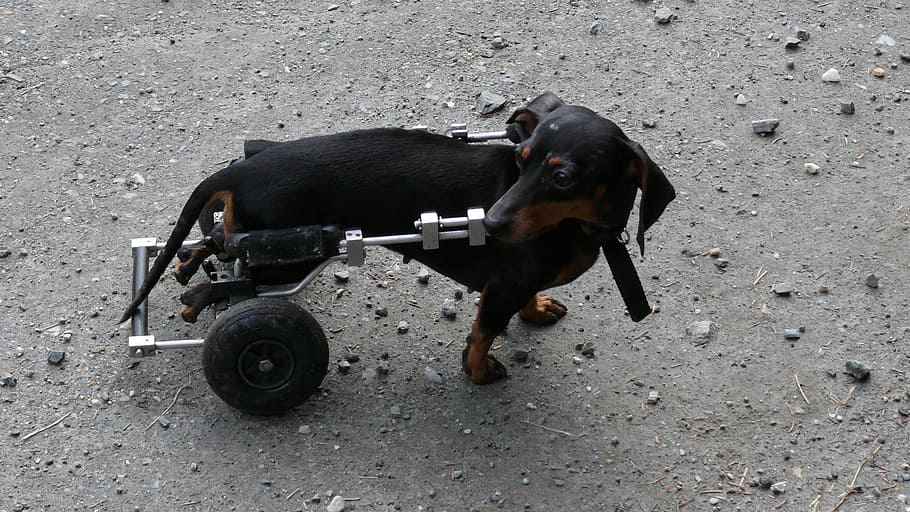 Dachshund with walking brace ], dog, sick, wheels, way, animal HD wallpaper