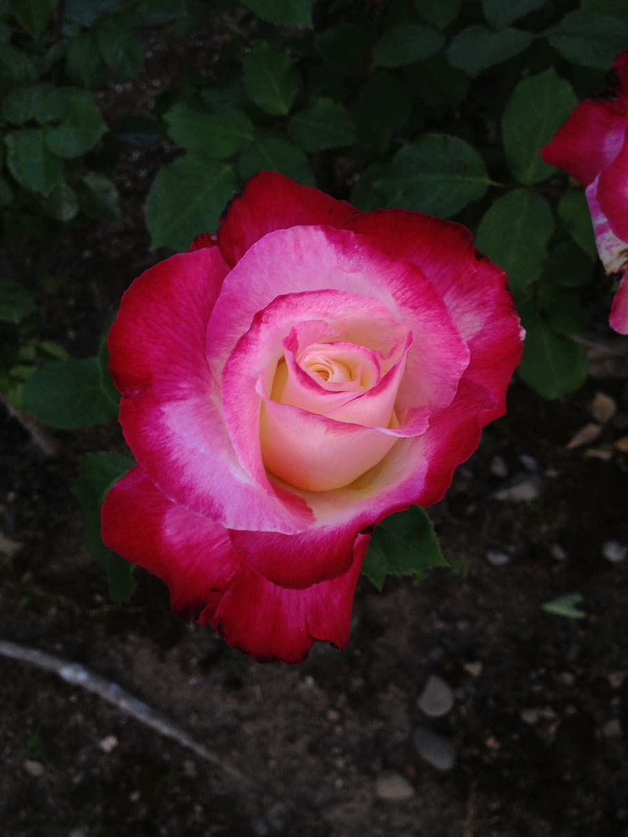 rose, flower, red, pink, beauty in nature, plant, flowering plant HD wallpaper