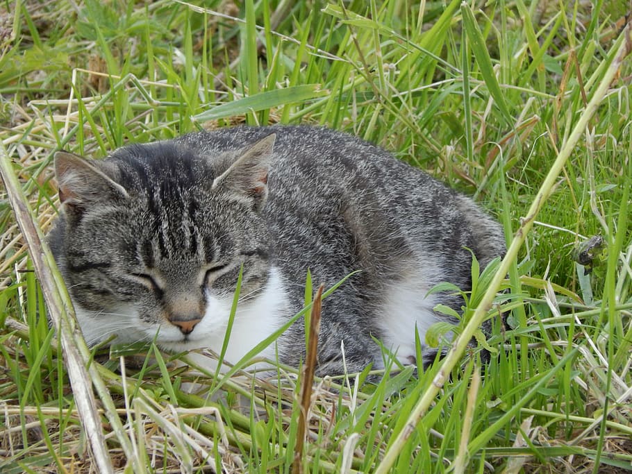 cat, rest, sleeping, one animal, grass, animal themes, mammal HD wallpaper