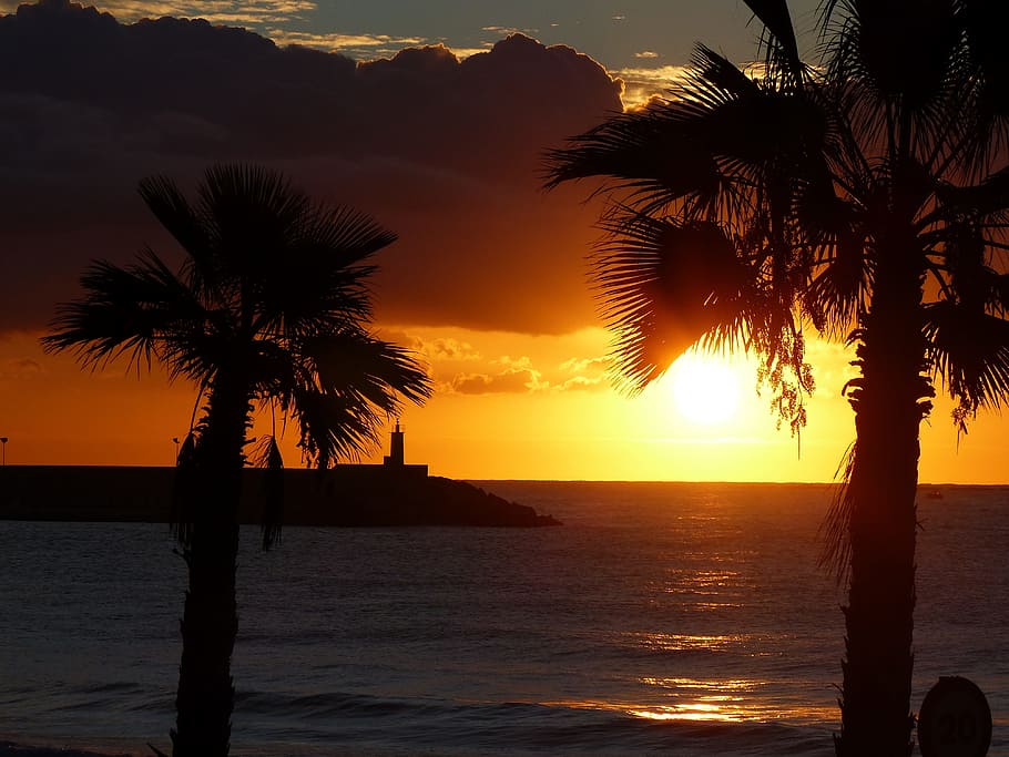 dawn, palms, horizon, sunset, water, tropical climate, sky HD wallpaper