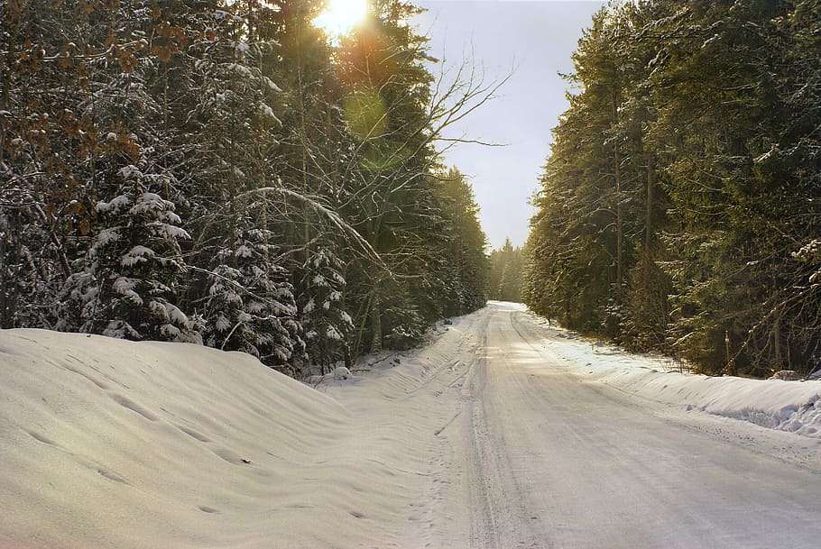 winter, forest, way, snow, frost, coniferous, christmas tree HD wallpaper