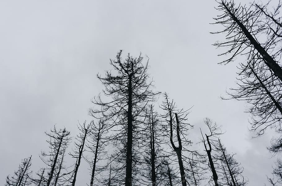 Bare trees, nature, forest, winter, branch, outdoors, sky, landscape HD wallpaper