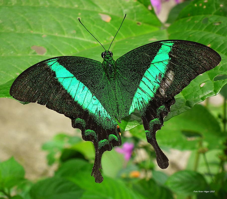 green swallowtail butterfly on plant leaf, emerald swallowtail