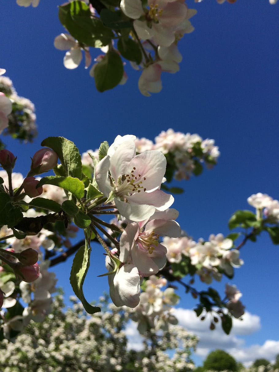 Apple, Tree, Flower, Spring, flowering, white color, blue, blossom HD wallpaper