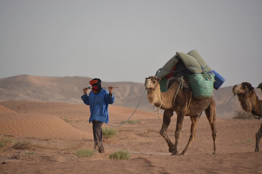 Caravan, Dromedary, Sunrise, one man only, one person, desert HD wallpaper