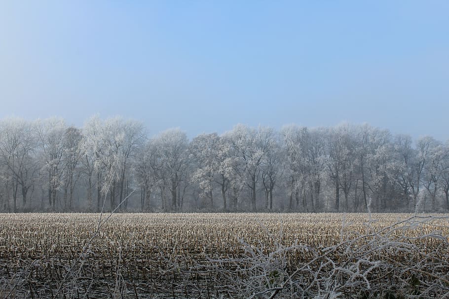 wintry, trees, stubble, cold, frost, winter, winter mood, nature HD wallpaper