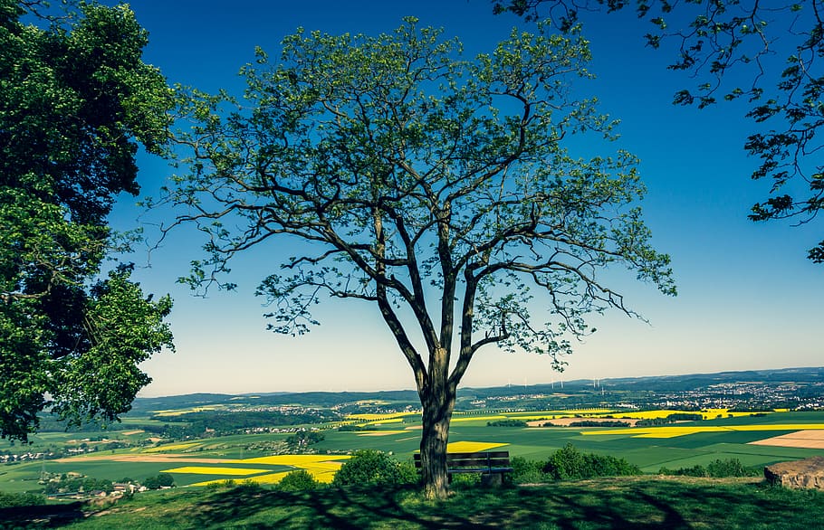 tree, view, fields, oilseed rape, landscape, nature, summer HD wallpaper