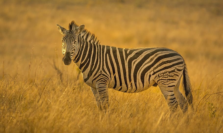 shallow focus photography of black and gray zebra, stripes HD wallpaper