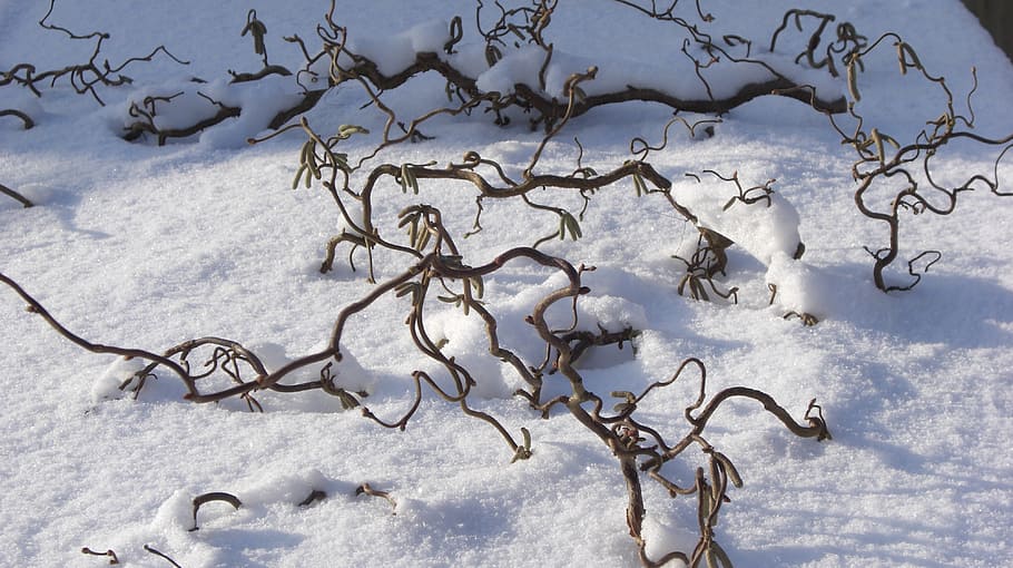 snow, branch, winter, covered branches, snowy, cold temperature HD wallpaper