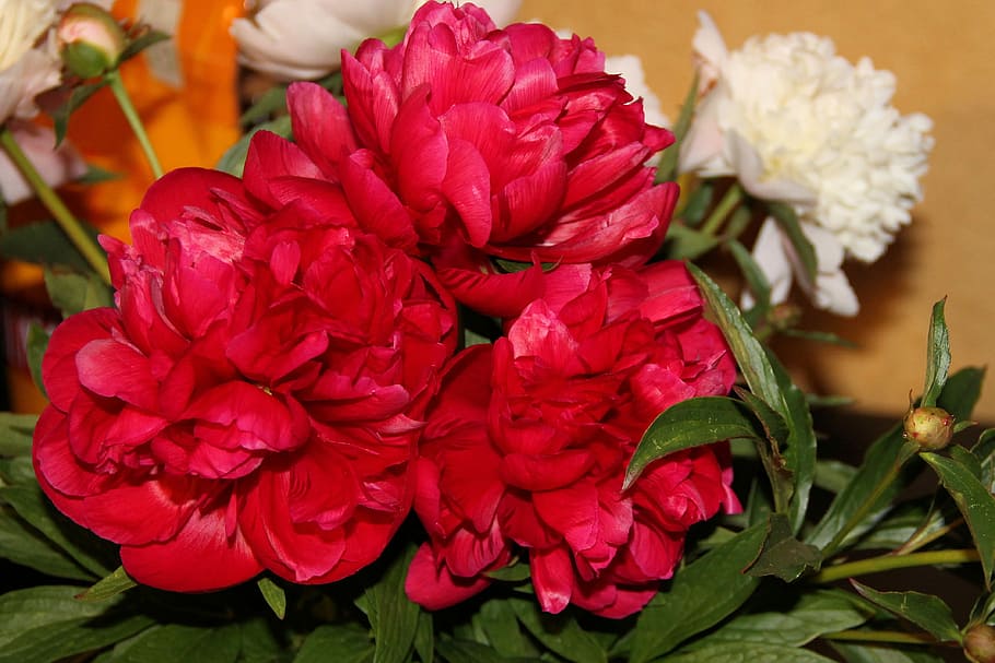 Peony, Spring, Flower, red, flowers, flower garden, rose - flower HD wallpaper