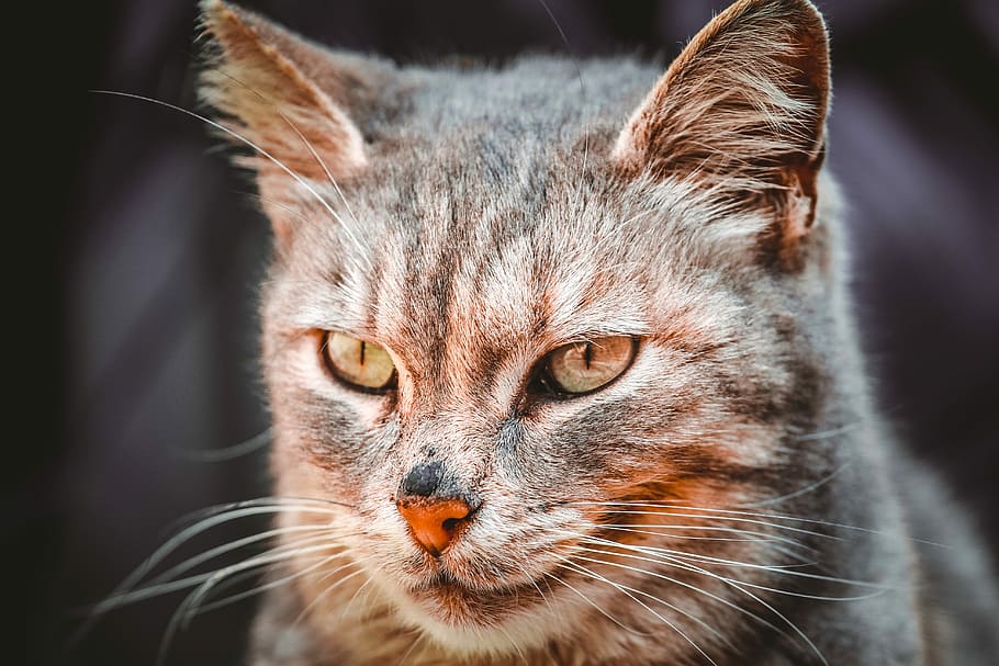 cat, animals, cute, mammals, portrait, nature, eye, wildlife HD wallpaper