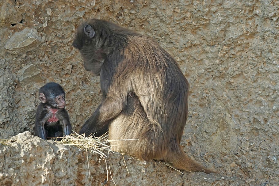 Monkey, Primate, Mammal, dschelada, mother, ape baby, young animal HD wallpaper
