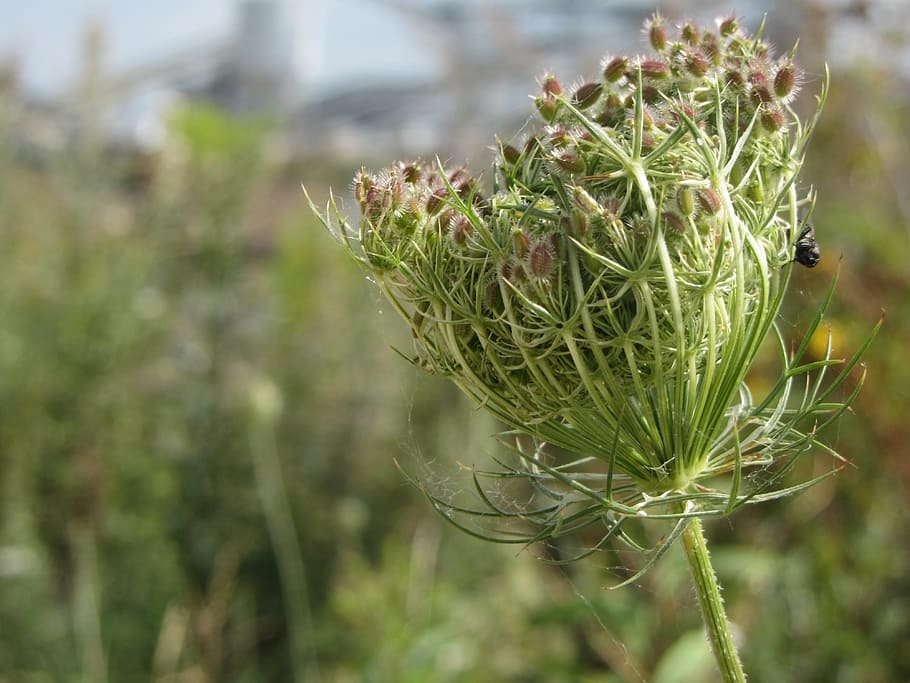 nature, flower, green, plant, growth, green color, focus on foreground HD wallpaper