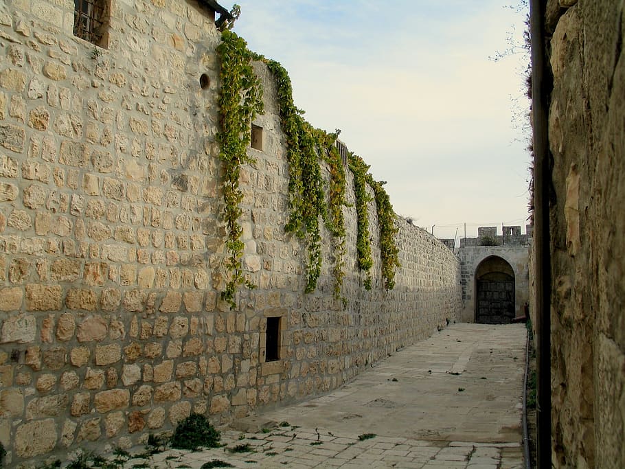 beige brick wall with green vine plants, jerusalem, old, architecture HD wallpaper