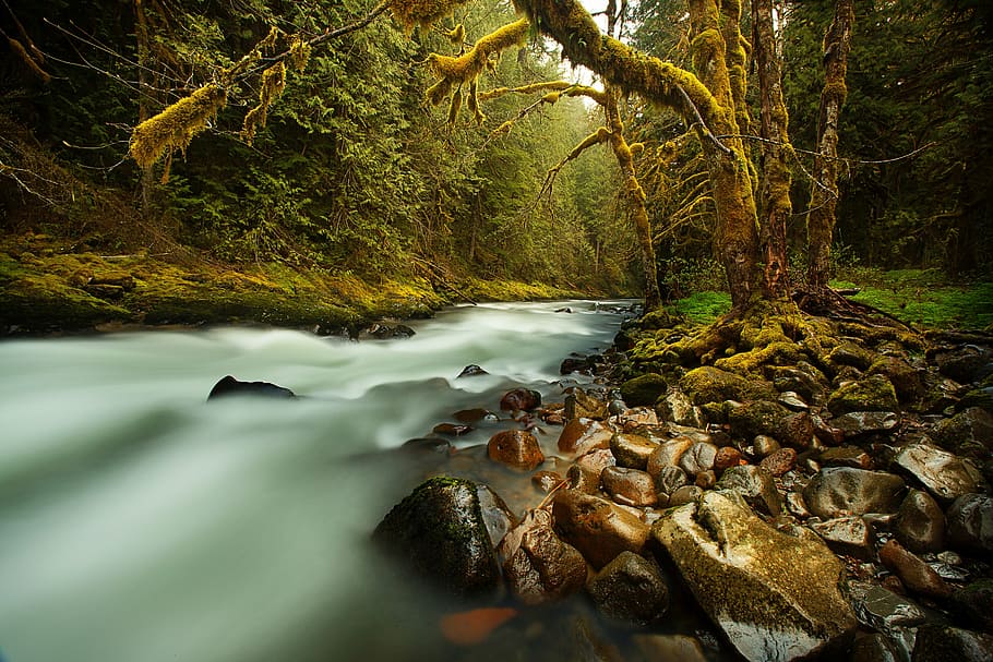 trees near bodies of water low angle photgraphy, creek, stream, HD wallpaper