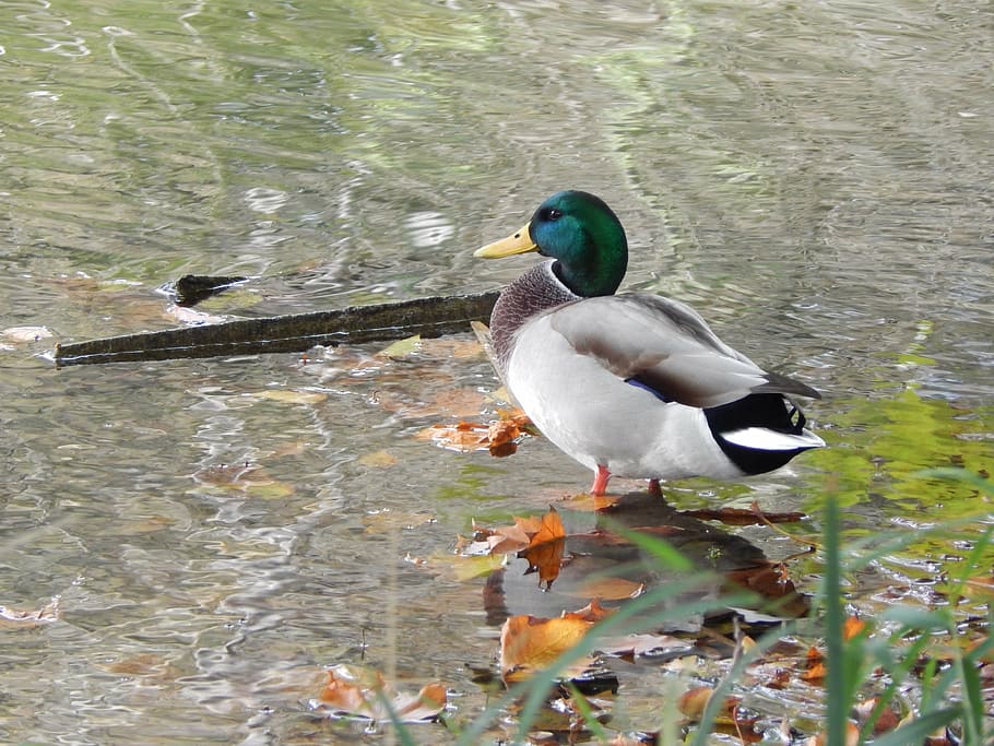 ducks, pond, water, bird, mallard Duck, nature, animal, wildlife HD wallpaper