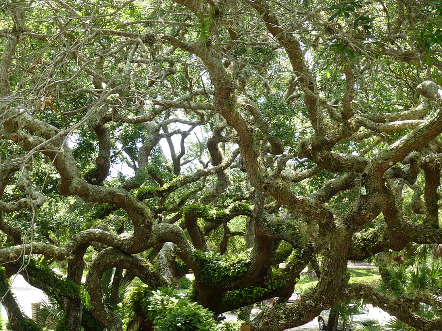 Tree, Nature, Branches, Foliage, twisty, environment, ecology HD wallpaper