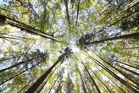 Tree, Wood, Forest, Lumber, Timber, nature, park, industry HD wallpaper