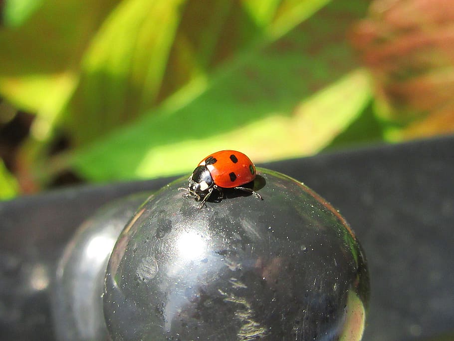 ladybug, beetle, fence, animals, macro, nature, animal wildlife HD wallpaper