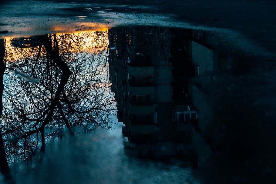 bare tree, untitled, street, asphalt, sidewalk, reflect, water HD wallpaper
