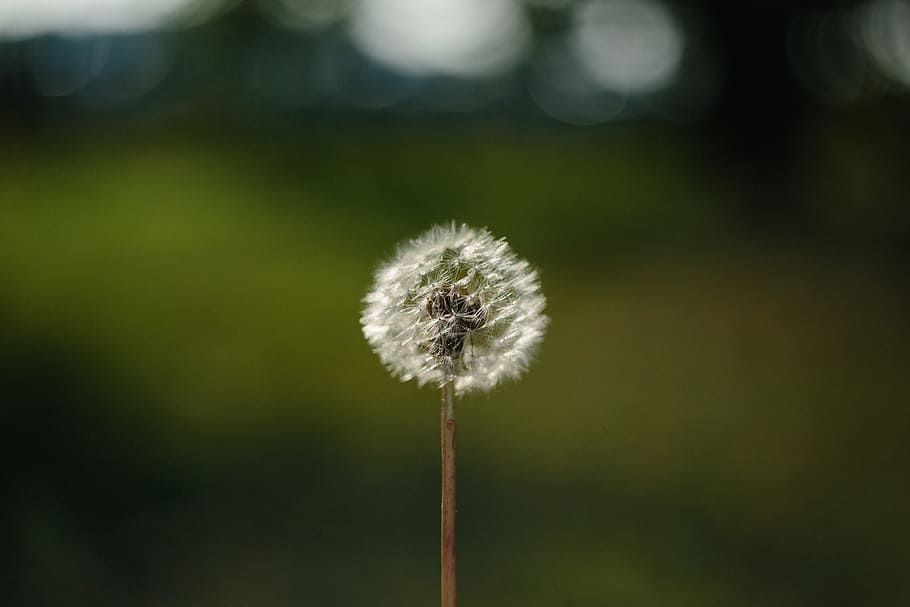 nature, background, backgrounds, bloom, blowball, botany, dandelion HD wallpaper