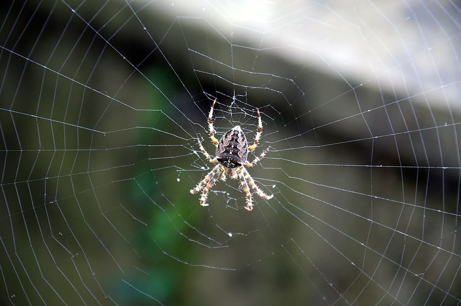 spider, network, cobweb, animal themes, spider web, invertebrate HD wallpaper