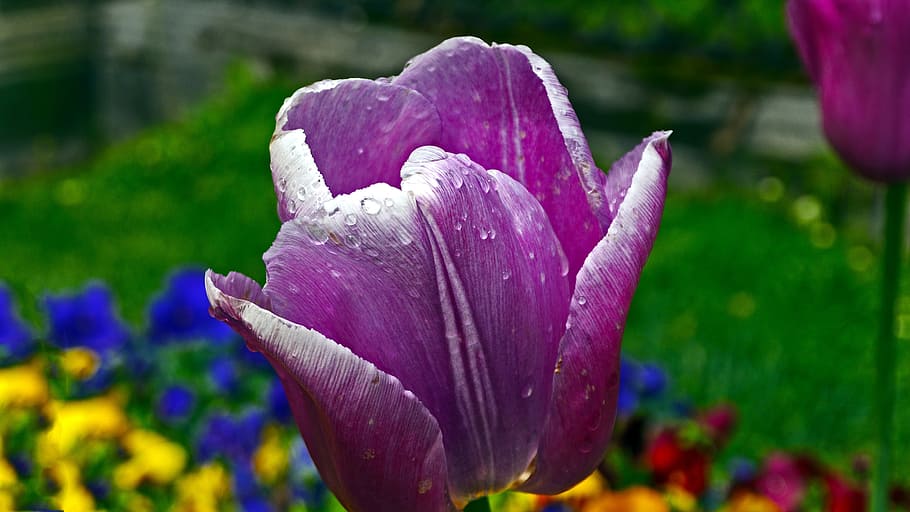 tulip, raindrops, nature, spring, flowering plant, freshness HD wallpaper