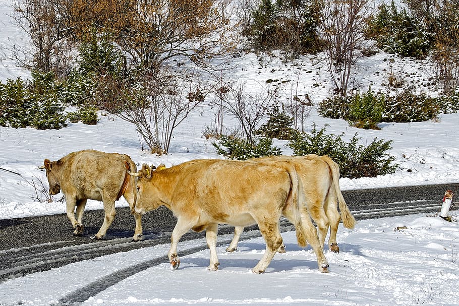 Cows, Campotosto, L'Aquila, Abruzzo, italy, the abruzzo national park