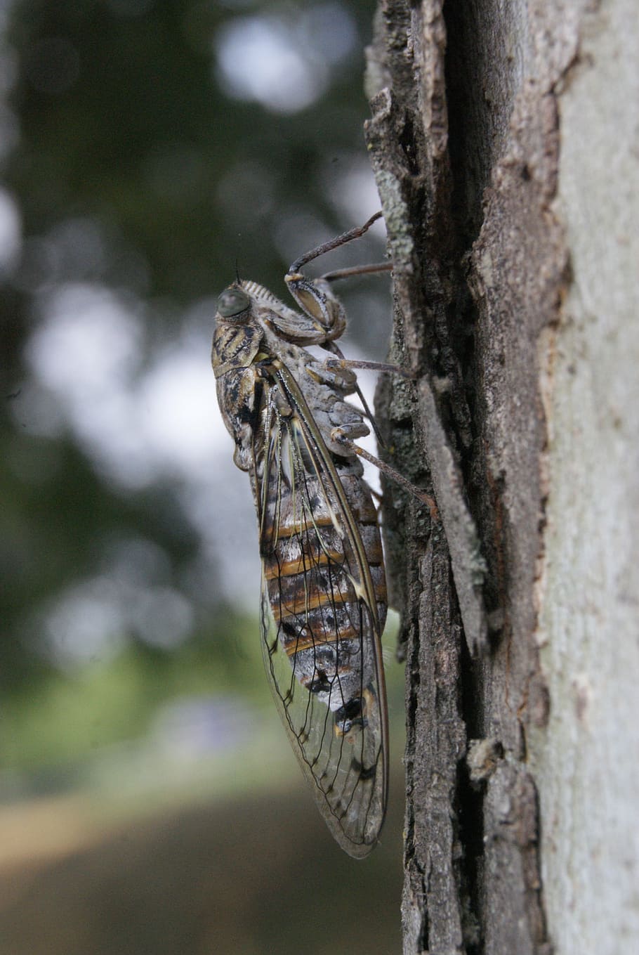 cicada, provence, profile, insect, nature, spring, animals in the wild HD wallpaper
