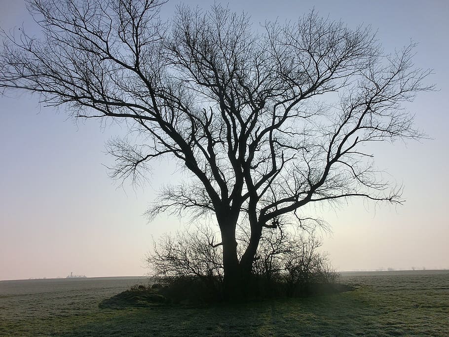 tree, lonely, winter, nature, plant, bare tree, sky, fog, tranquility HD wallpaper