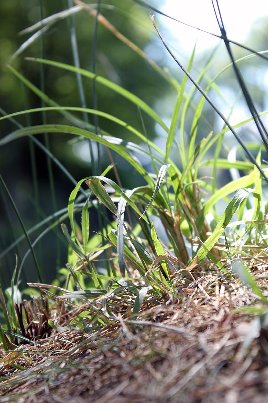 ground, green, grass, nature, environmental, garden, lifestyle HD wallpaper