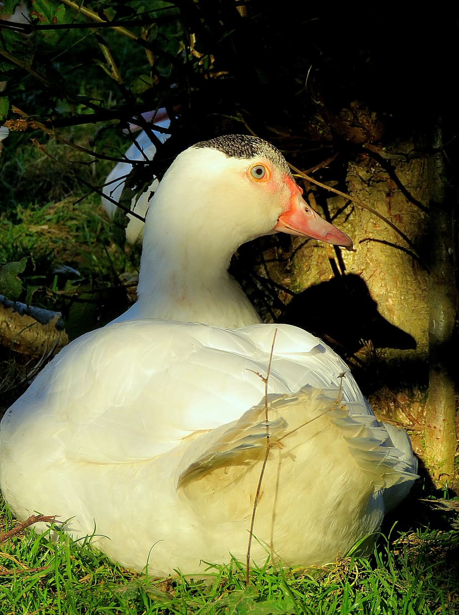 Pekin Duck Flying