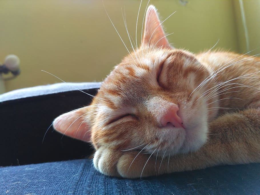 Cat, Blond, Pet, Peace, Sleeping, cat sleeping, domestic Cat HD wallpaper